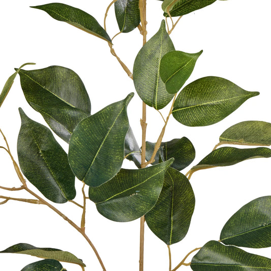 Rogue Ficus Spray Green