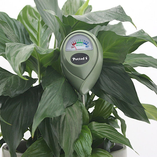 Indoor Moisture Meter - Jade