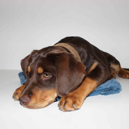 Blue Check Pet Wheat Bag