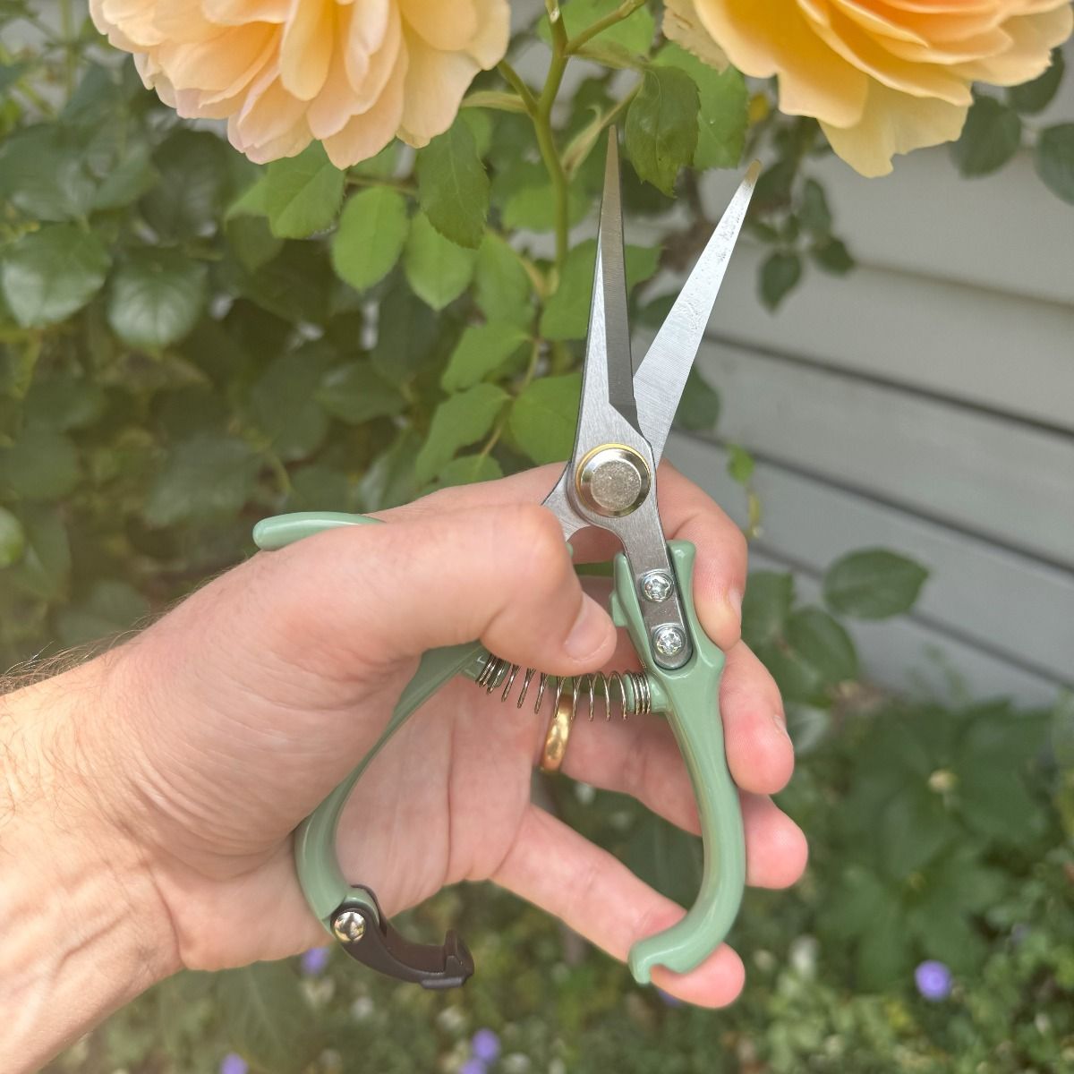 Indoor Plant Snips Eucalypt