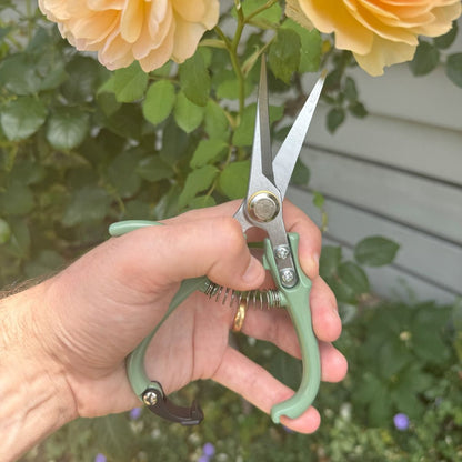Indoor Plant Snips Eucalypt