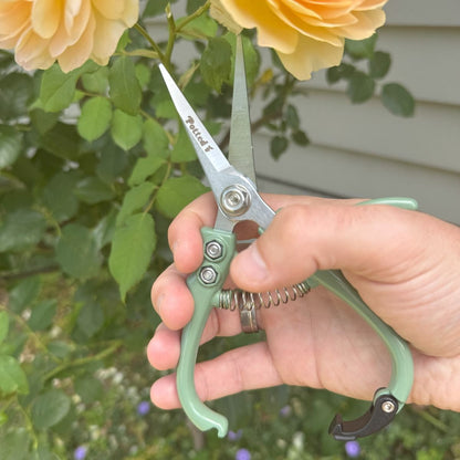 Indoor Plant Snips Eucalypt