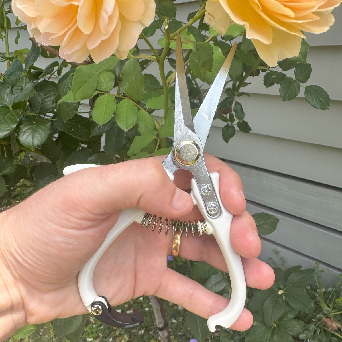 Indoor Plant Snips