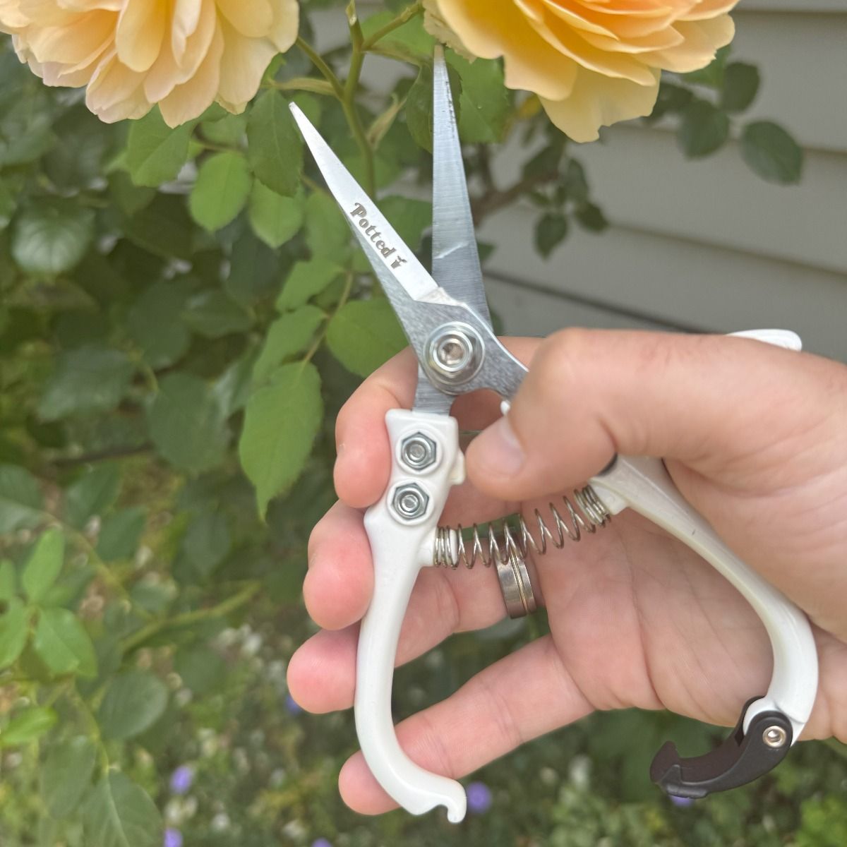 Indoor Plant Snips