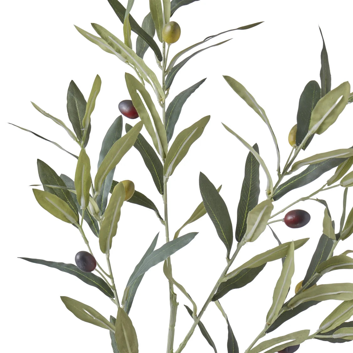 Rogue Olive Spray Green
