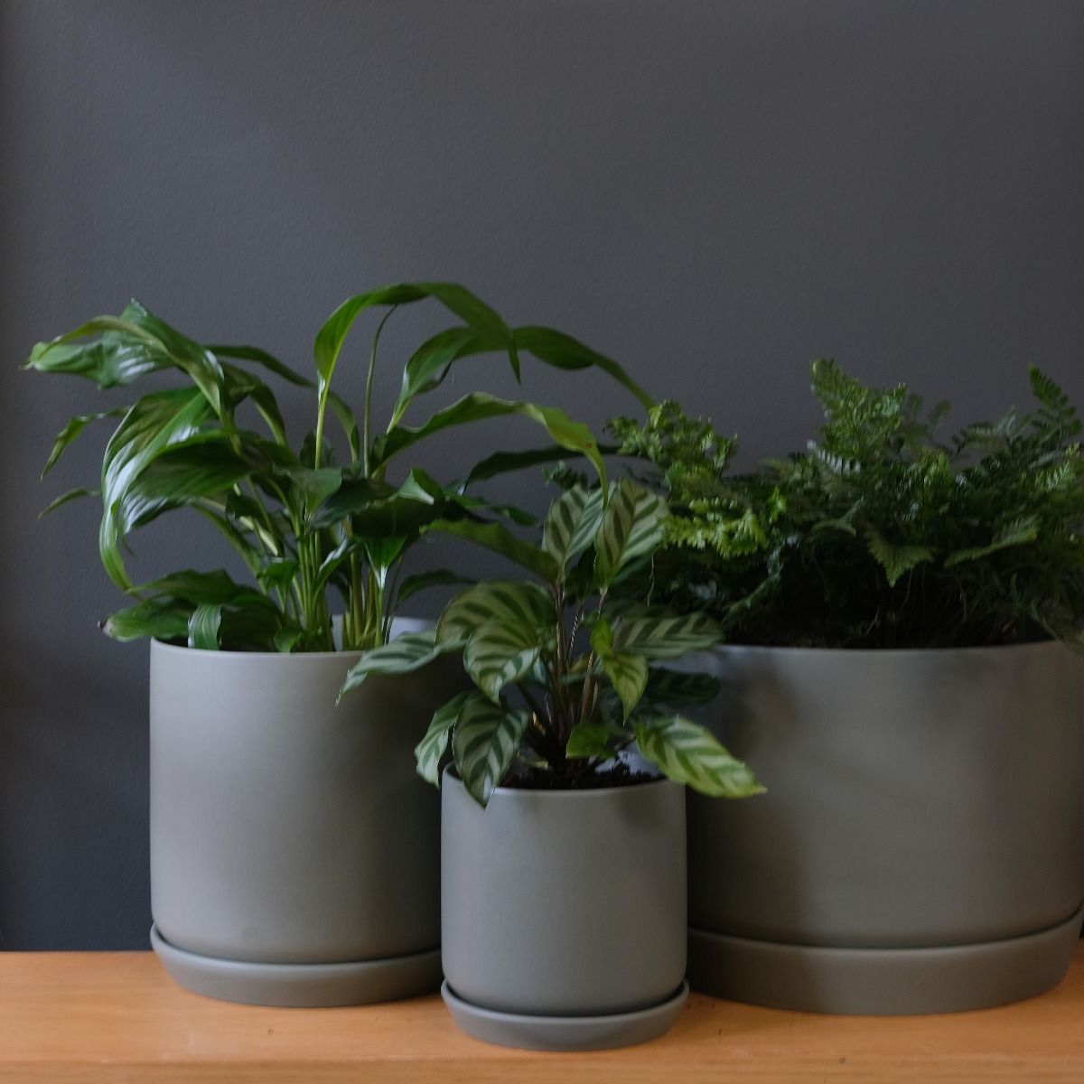 Oslo Planter Eucalypt Wide