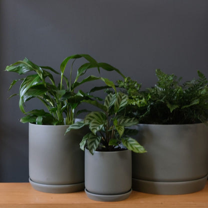 Oslo Planter Eucalypt Wide