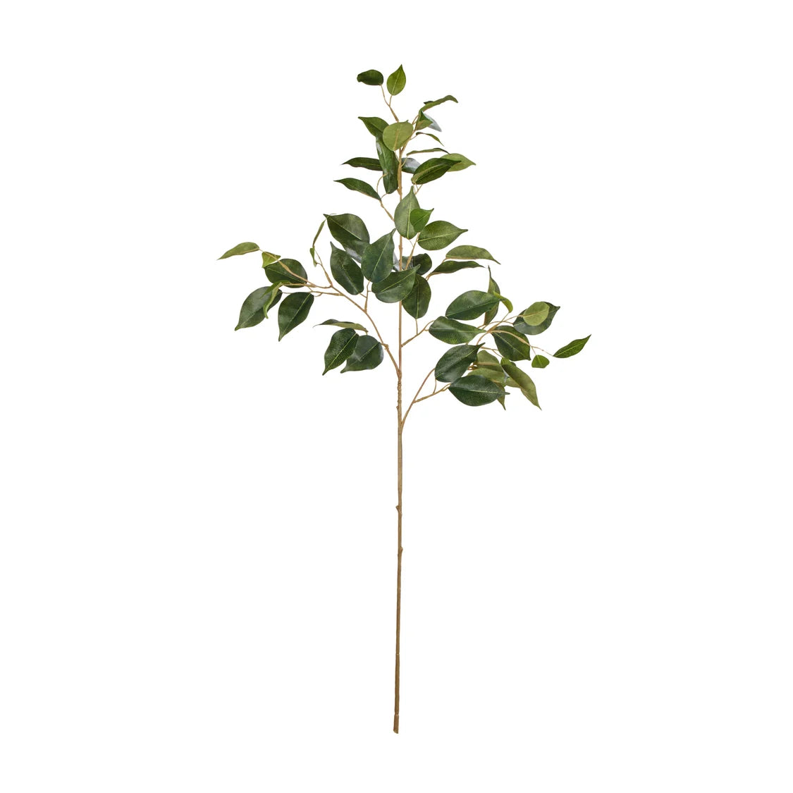Rogue Ficus Spray Green
