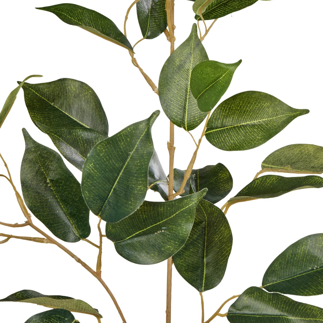 Rogue Ficus Spray Green