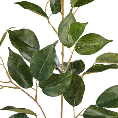 Rogue Ficus Spray Green
